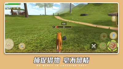 猫咪夜行技能展示