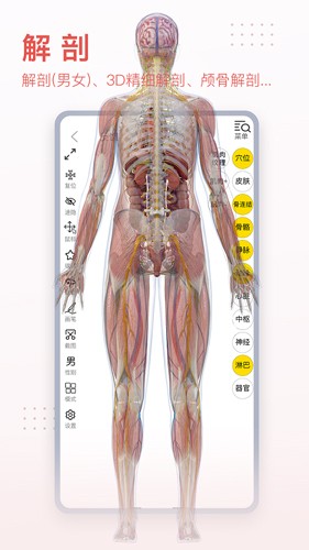 高精度解剖模型